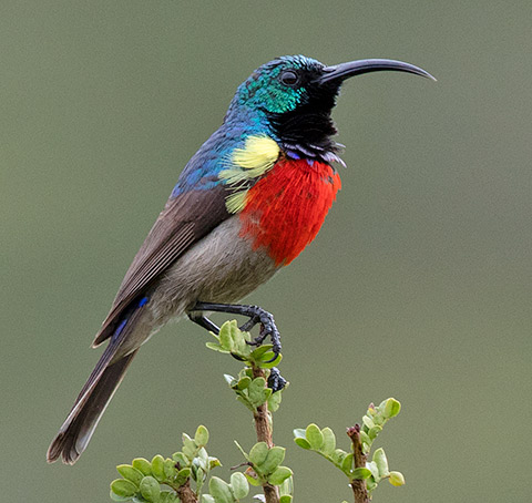 Greater Double-collared Sunbird male